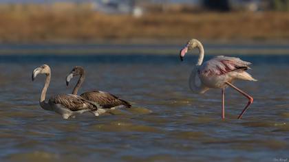 Flamingo