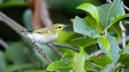 Orman çıvgını » Wood Warbler » Phylloscopus sibilatrix