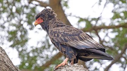 Bateleur