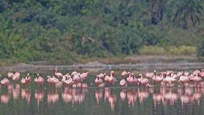 Küçük flamingo