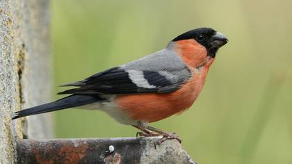 Şakrak » Eurasian Bullfinch » Pyrrhula pyrrhula