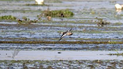 Red Phalarope