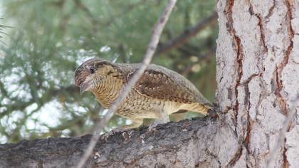 Boyunçeviren » Eurasian Wryneck » Jynx torquilla