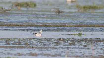 Red Phalarope