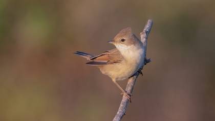 Akgerdanlı ötleğen » Common Whitethroat » Sylvia communis