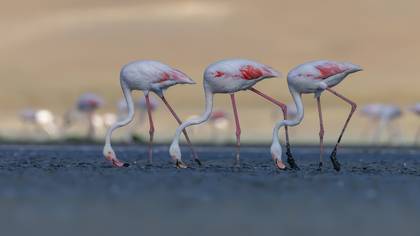 Flamingo