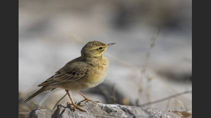 Tawny Pipit