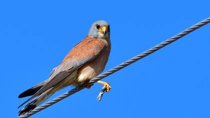 Küçük kerkenez » Lesser Kestrel » Falco naumanni