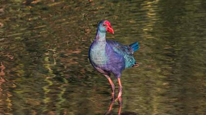 Sazhorozu » Grey-headed Swamphen » Porphyrio poliocephalus