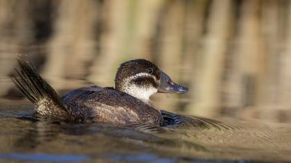 Dikkuyruk » White-headed Duck » Oxyura leucocephala