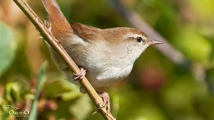 Kamışbülbülü » Cetti`s Warbler » Cettia cetti