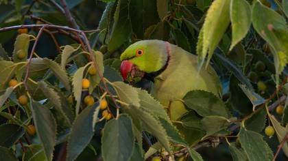 Yeşil papağan
