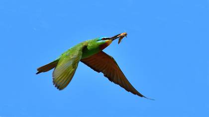 Yeşil arıkuşu » Blue-cheeked Bee-eater » Merops persicus