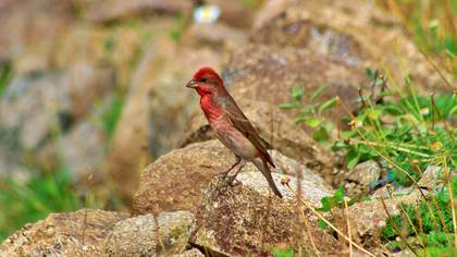 Çütre » Common Rosefinch » Carpodacus erythrinus