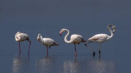 Flamingo