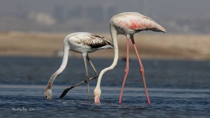 Flamingo