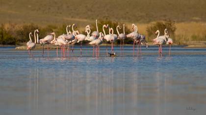 Flamingo