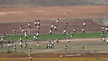 Bağırtlak » Black-bellied Sandgrouse » Pterocles orientalis