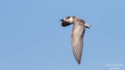 Bıyıklı sumru