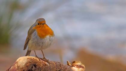 Kızılgerdan » European Robin » Erithacus rubecula