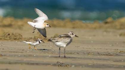 Tibet cılıbıtı » Tibetan Sand Plover » Anarhynchus atrifrons