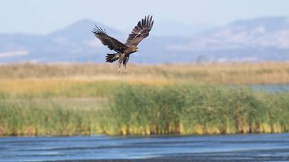 Greater Spotted Eagle