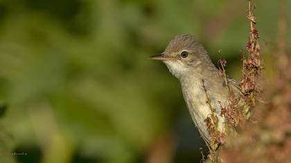 Marsh Warbler