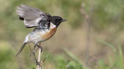 Sibirya taşkuşu