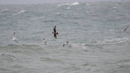 Great Skua