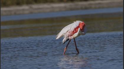 Flamingo