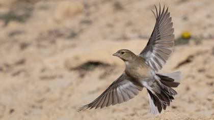 İspinoz