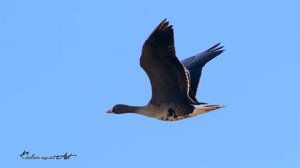 Küçük sakarca