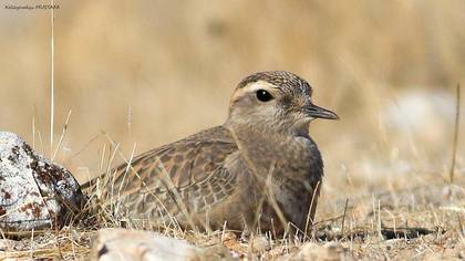 Eurasian Dotterel