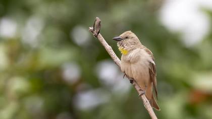 Sarıboğazlı serçe