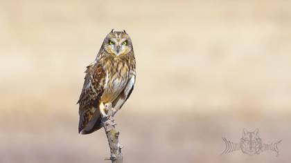 Short-eared Owl