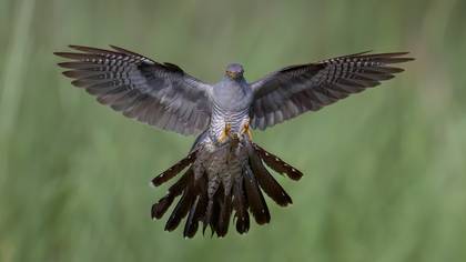 Guguk » Common Cuckoo » Cuculus canorus