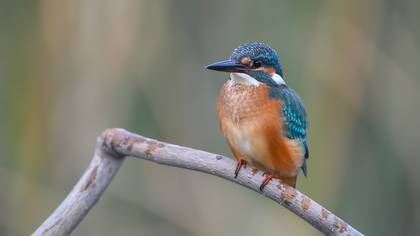 Yalıçapkını » Common Kingfisher » Alcedo atthis