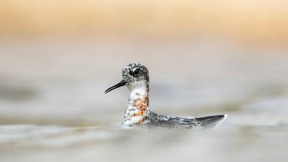 Denizdüdükçünü » Red-necked Phalarope » Phalaropus lobatus