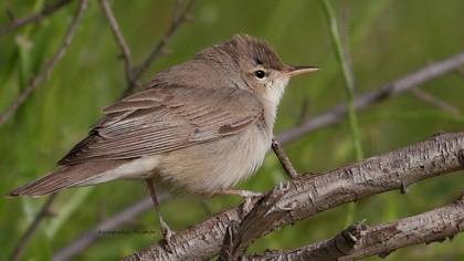 Sykes`s Warbler