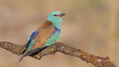 Gökkuzgun » European Roller » Coracias garrulus