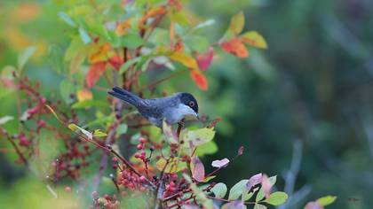 Maskeli ötleğen » Sardinian Warbler » Sylvia melanocephala