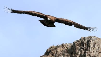 Kaya kartalı
