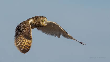 Short-eared Owl