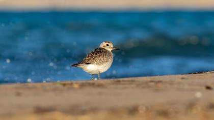 Gümüş yağmurcun » Grey Plover » Pluvialis squatarola
