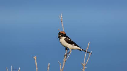 Kızılbaşlı örümcekkuşu » Woodchat Shrike » Lanius senator
