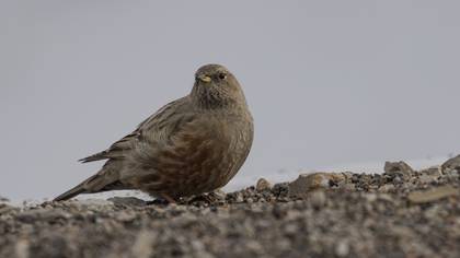 Alpine Accentor