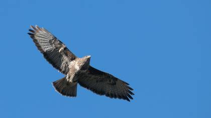 Şahin » Common Buzzard » Buteo buteo