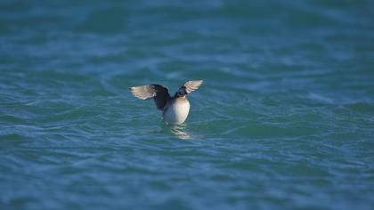 Telkuyruk » Long-tailed Duck » Clangula hyemalis