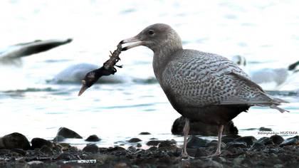 Glaucous Gull