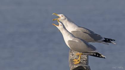 Gümüş martı » Yellow-legged Gull » Larus michahellis